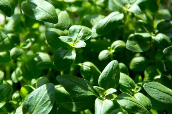 Stock Image Sustainability Green Shoots