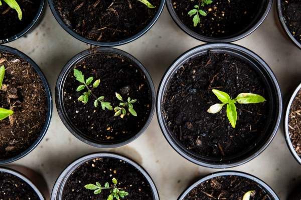 Sustainability stock image - Soil in pots