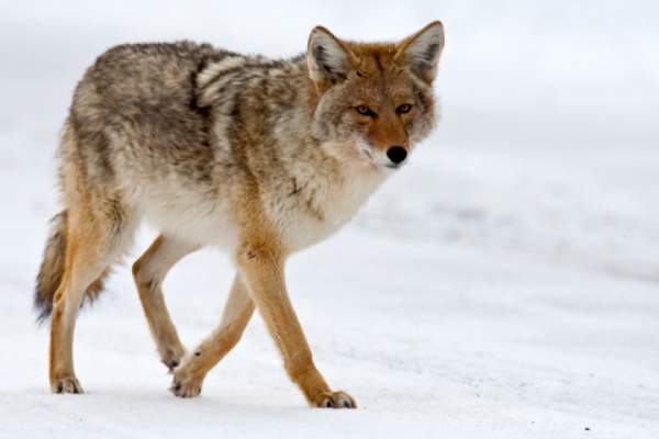 Coyote