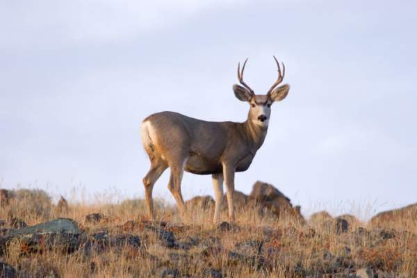 Mule Deer