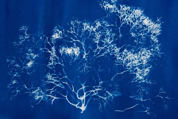 Catalina Museum for Art & History Presents The Blue Forest: An Immersive Installation