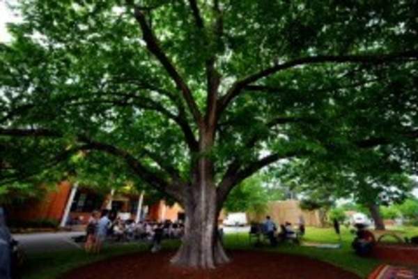 History Tree