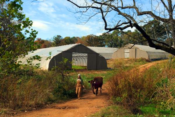 Coon Rock Farm