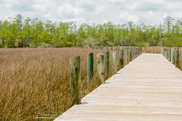 Boardwalk over the marsh at Palmetto Islands County Park