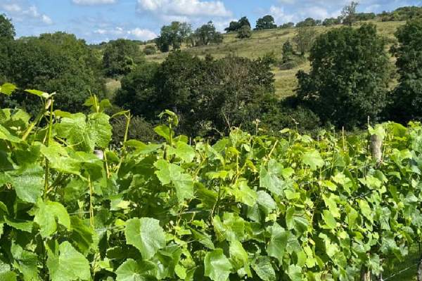 Discover Dryhill Cottage & Vineyard: A Cotswold gem