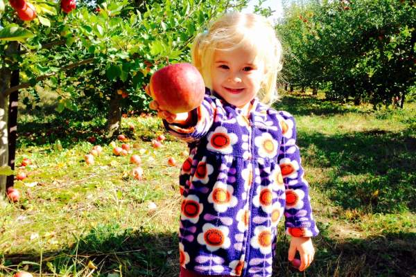 Apple Picking at Paulus Orchards