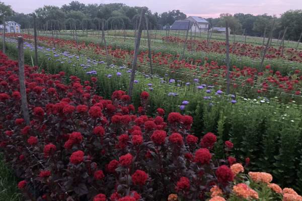 Discover Local: Roots Cut Flower Farm