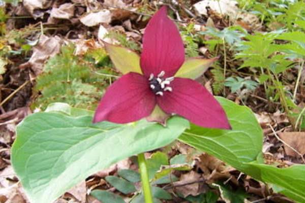 Tuscarora State Forest