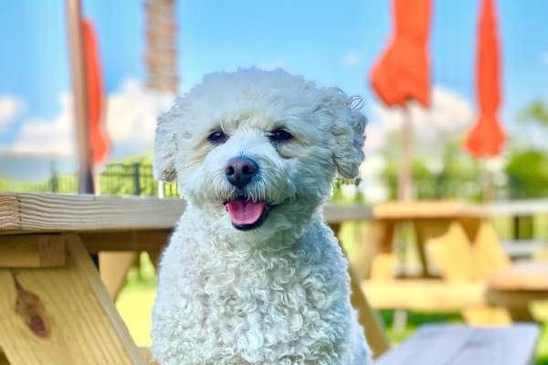 Dog-Friendly Locations Along the Cumberland Valley Beer Trail