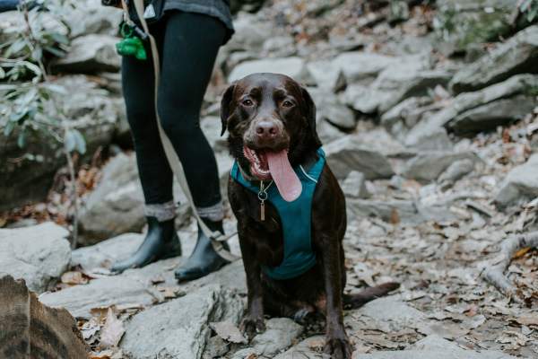 Dog on Rocky Terrain