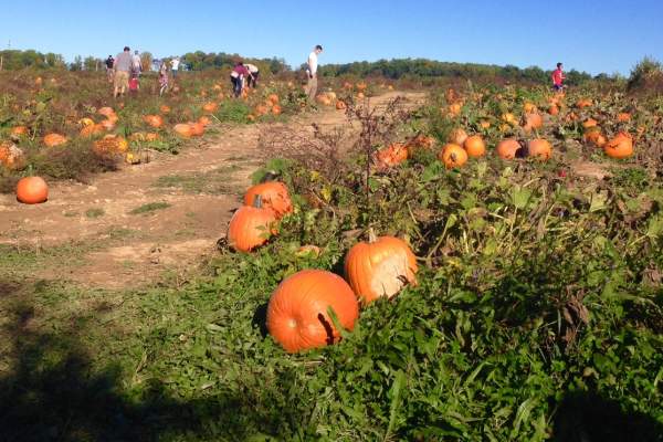 Paulus Orchards Pumpkin Patch