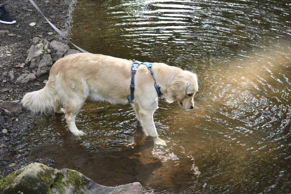 dog by a stream