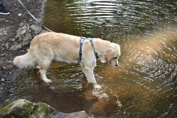 Best Dog-Walking Parks in Cumberland Valley