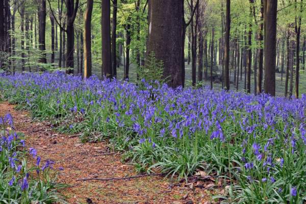 a field of bluebells