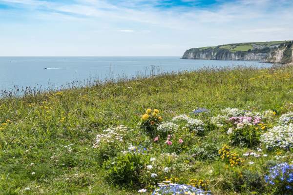 A coastal cliffside view features vibrant wildflowers in the foreground, a calm blue sea, and distant cliffs under a partly cloudy sky. Serene and refreshing.