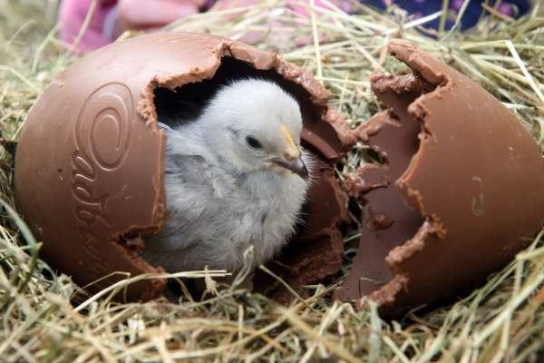 Milky way easter