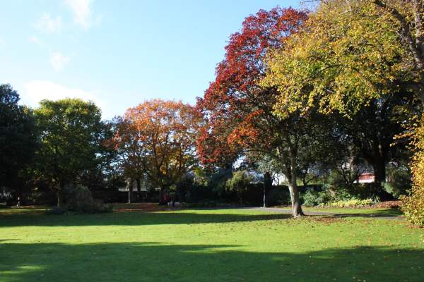 Image of Blackmore Gardens Trees