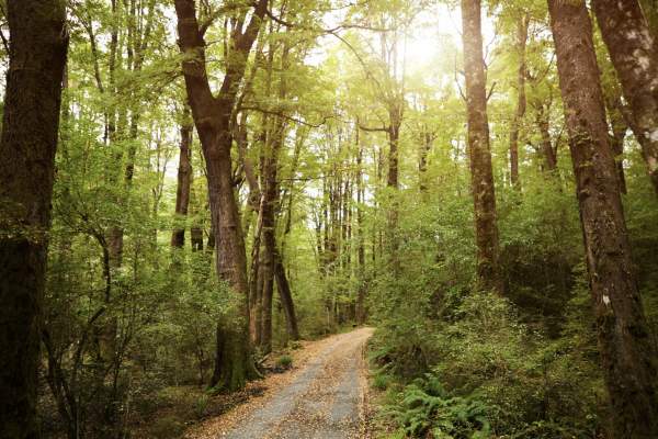 A sunlit forest with tall trees lining a narrow dirt path. The scene conveys tranquillity and warmth on a clear day, with sunlight filtering through the leaves
