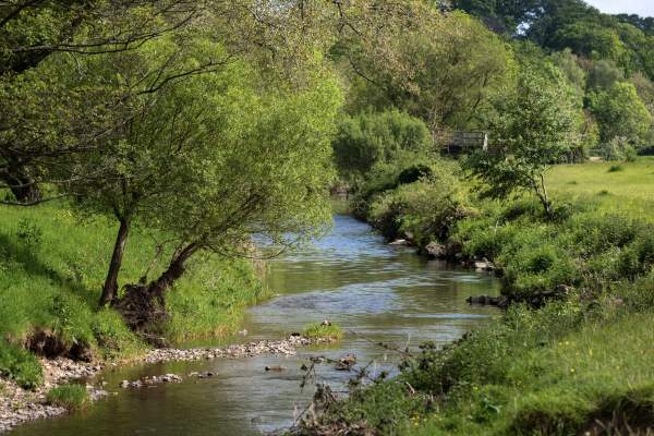 A tranquil stream curves through a lush green landscape, bordered by trees and grassy banks. Sunlight filters through leaves, creating a serene, peaceful scene.