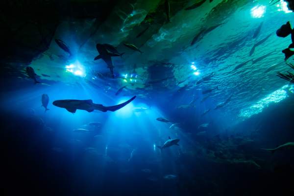 Silhouettes of Sharks and other marine life in large aquarium tack