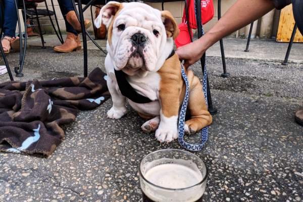 an adorable bulldog puppy relaxing on a restaurant patio in Fayetteville, NC with its owner