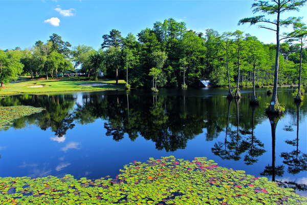 Cypress Lakes Golf Course - Lilly Pads - Pond
