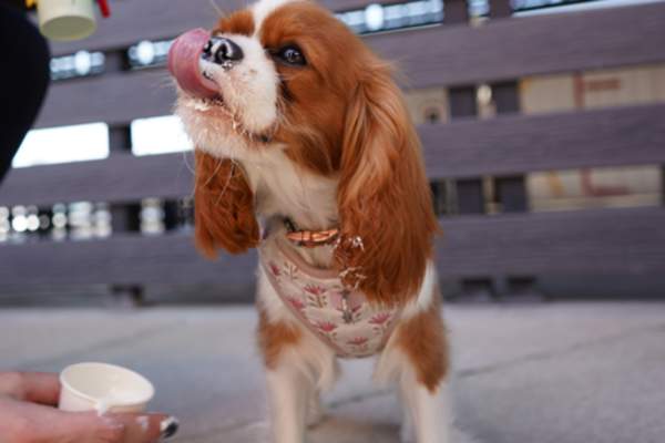 Pet-Friendly Fort Smith: A Tail-Wagging Travel Destination