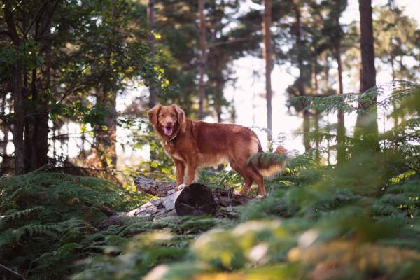 Dog on Trail