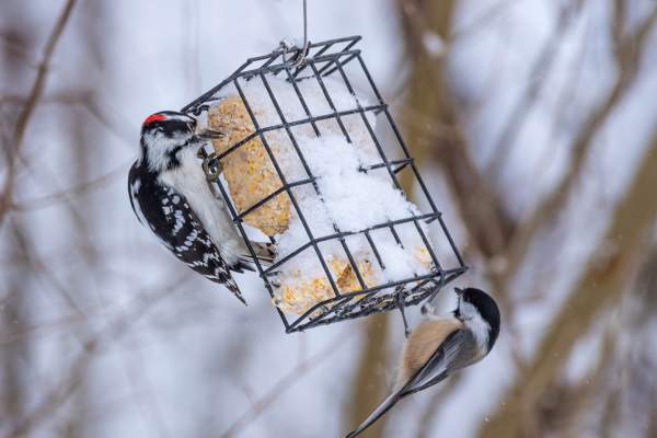 Winter Bird Feeding Tips