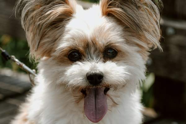 Pet Friendly Lodging in and Around Grayling, MI  Where to stay with your Furry Friend