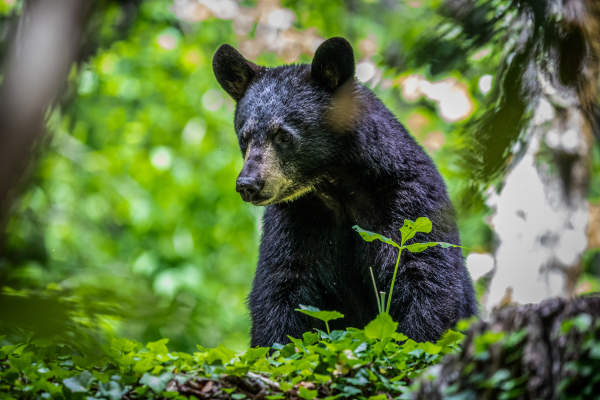 Being Bear Wise