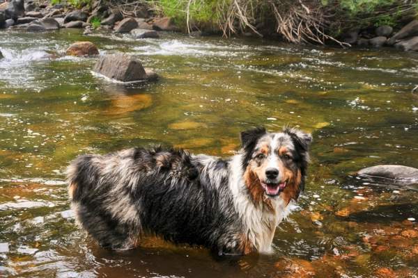 Dog Friendly Guide to Highlands, NC