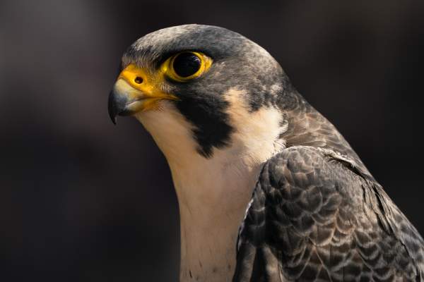 The Peregrine Falcons of Whiteside Mountain