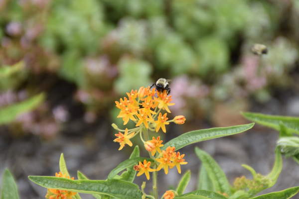 Best PA Hiking Trails for Spring Wildflowers