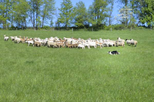 From Farm to Fun: Agritourism in the Raystown Lake Region