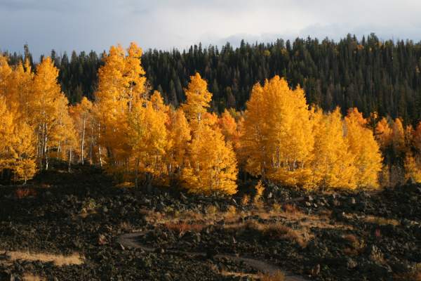 Yellow stands of aspens are found in the fall along the unpaved Navajo Lake Loop trail, around beautiful Navajo Lake.