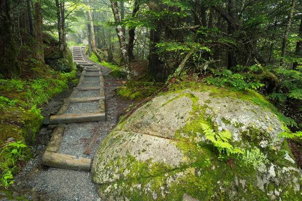 Forney Ridge Trail
