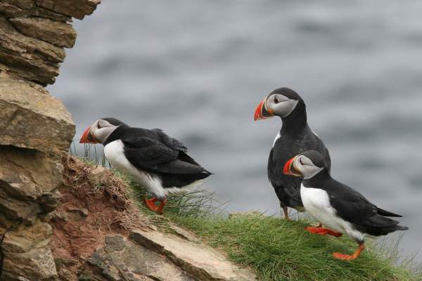Kerry_Animals_Puffin