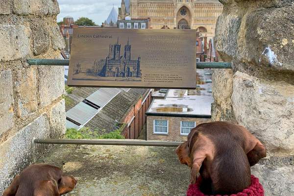 Welcome to dog-friendly Lincoln