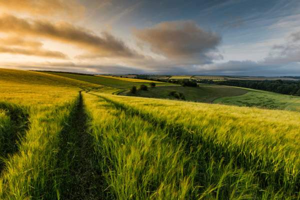 A landscape view of Wolds Fields at sunset