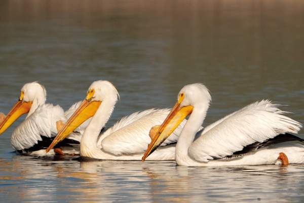 Pelicans swimming