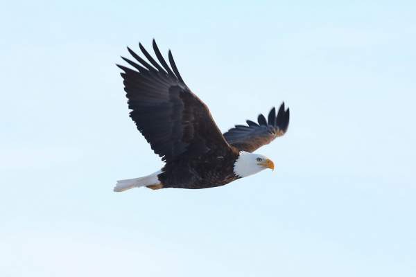Migrating raptors are another reason to visit Mackinac Island in spring