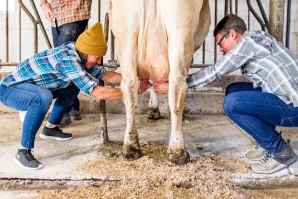 Travel Wisconsin: Lessons in Dairy