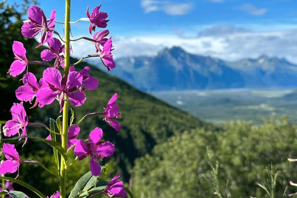 Matanuska Peak Trail