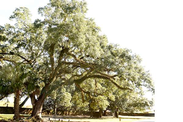 Boyington Oak Society to celebrate inaugural Boyington Oak Day