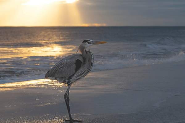 Off-Season on the Gulf