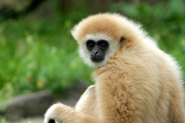 Une visite au zoo, ça vous dit?