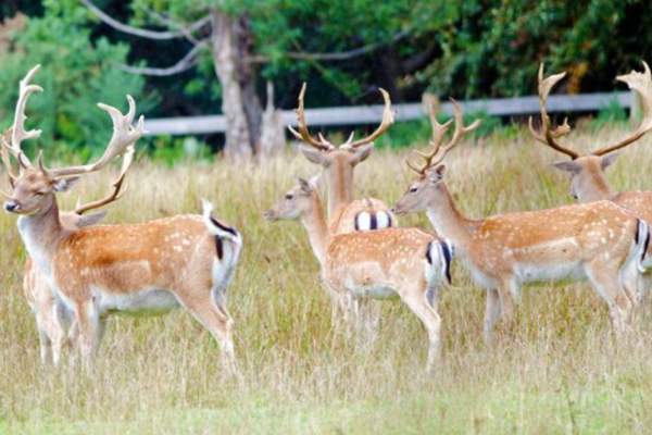 Bolderwood Deer Watch Trail