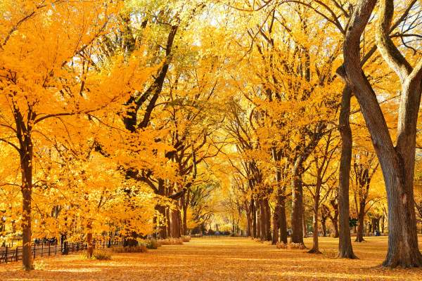 A Local’s Guide to Autumn in NYC