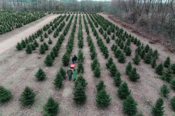 Christmas tree farm - pyo